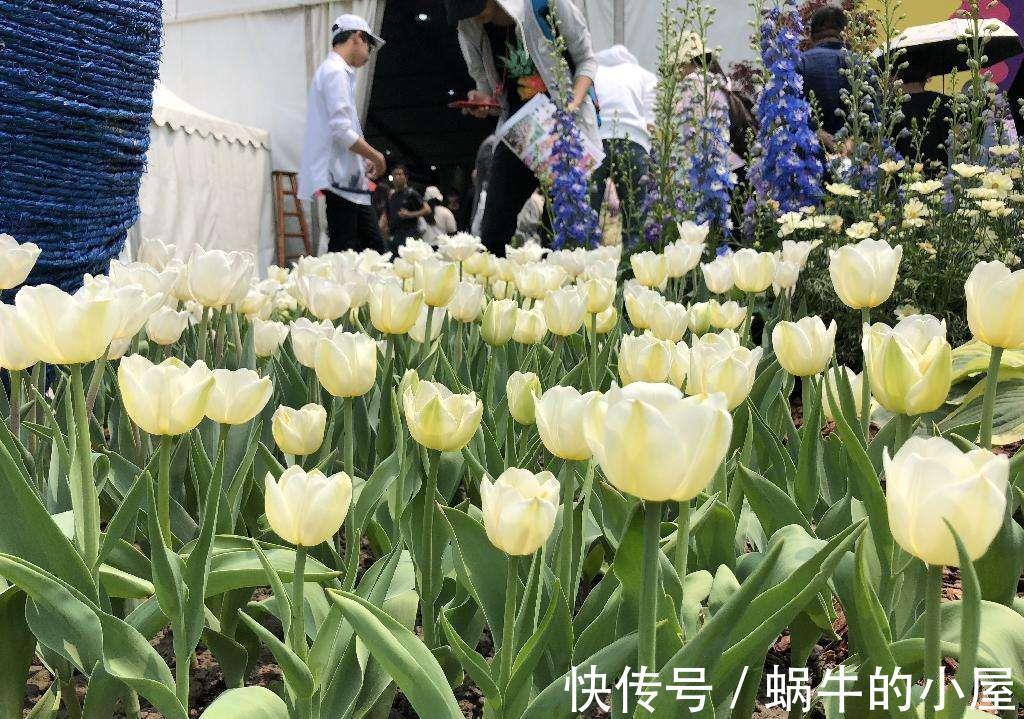 当心|当心！4类植物请远离卧室，你还不知道吗？
