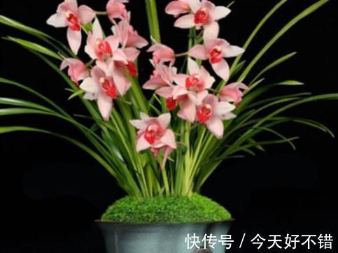 浇水|墨兰开花期间怎么养护好,学会5个方法植株开花旺盛又防落花落蕾