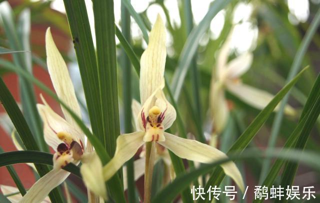 家中养护兰花,使用简单的“肥液”,新芽蓬发,轻松开花