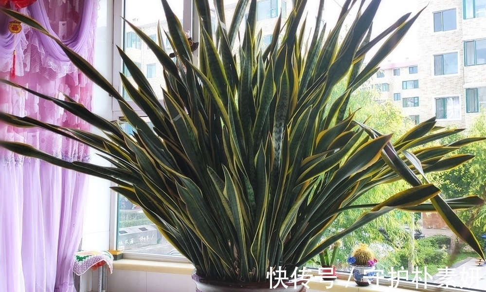 6种花冬天“虐着养”,越虐越漂亮,小盆大太阳,长势更喜人