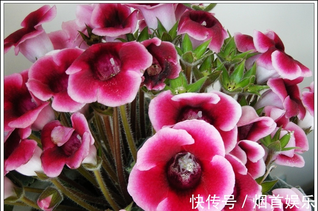 此花花大色艳,植株生长茂盛,适合室内养护欣赏