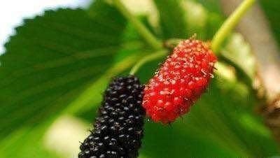 云莓|秋天养生正当时，要坚持吃3种食物，排毒养颜，改善体质！