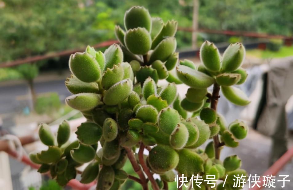 喜欢养多肉,天冷莫错过这3样,好活又漂亮,盆栽上色出状态易