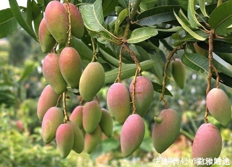 脑神经元|咳嗽痰多别慌每天一个此水果,止咳化痰,还能滋润皮肤