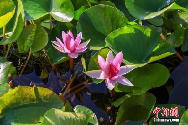 芙蓉出水引客|芙蓉出水引客来 中国最大野生睡莲群迎最佳观赏季