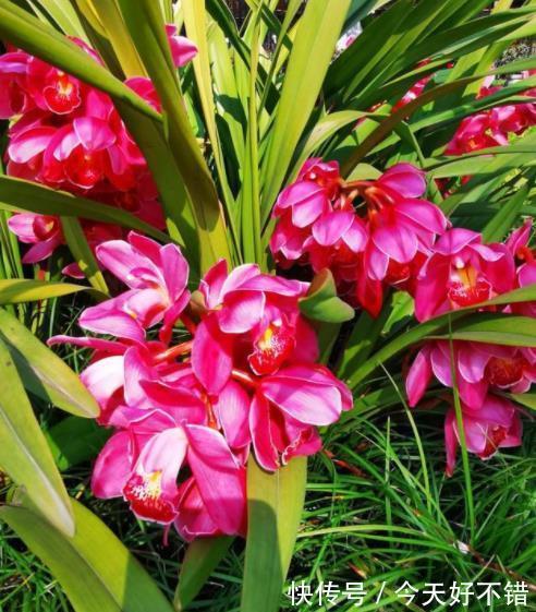 5种皮实耐寒的花卉，被称作“冻美人”，冻一冻颜色更鲜艳