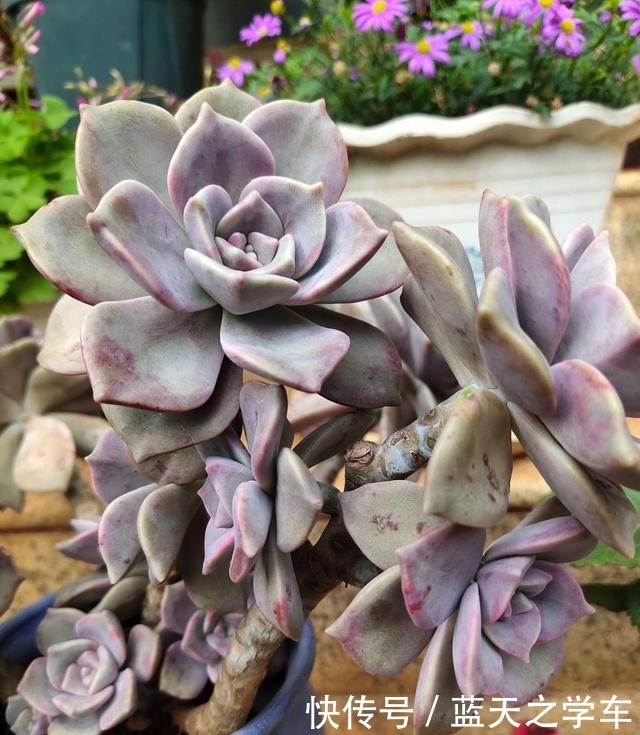什么多肉植物好看又好养“墙裂”推荐紫乐,一年下来都是老桩!