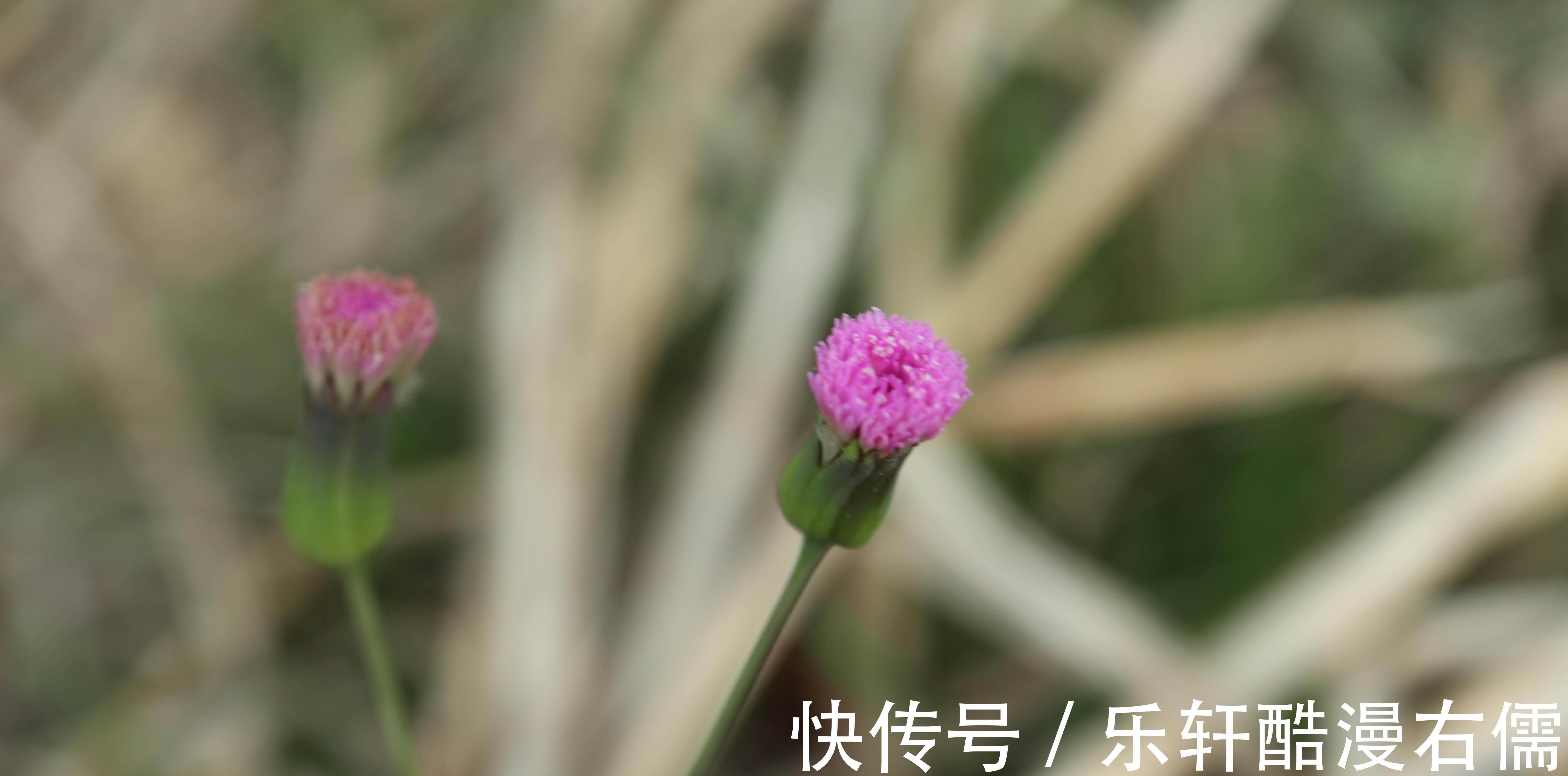 甘木棉|一年四季都可以吃的野菜，常见于菜地或路旁，现在已有人专门种植