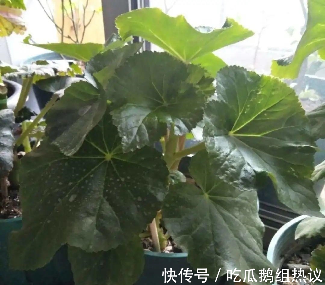 种花|9种花,夏天休眠了,一定少浇水,否则越浇越死