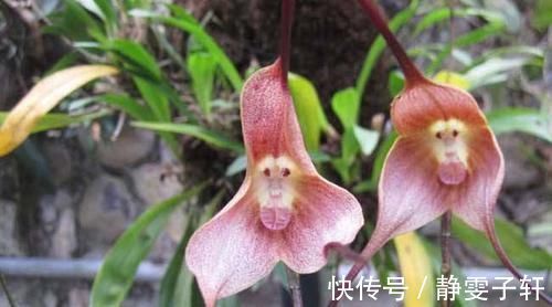 凤凰花|4种花一养就上瘾,花色美丽,开花勤快,花多易爆盆