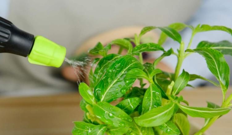 刚暴晒过的植物该不该马上浇水？养花人如何做好？