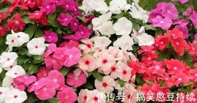 长寿花|悄悄告诉你，4种花超漂亮，花朵大花期长，比牡丹还美