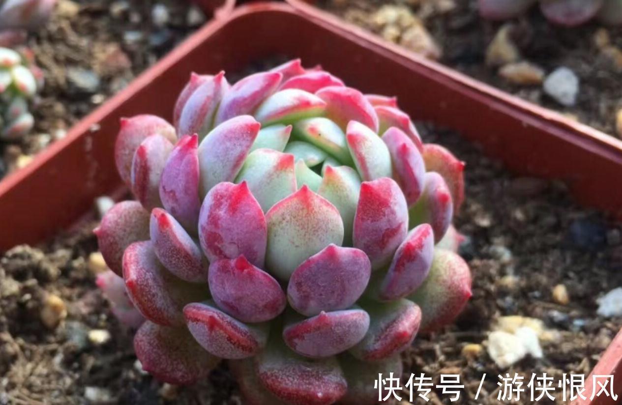 别忽略多肉的6个求救信号,做错1个都不行,不然轻松化水
