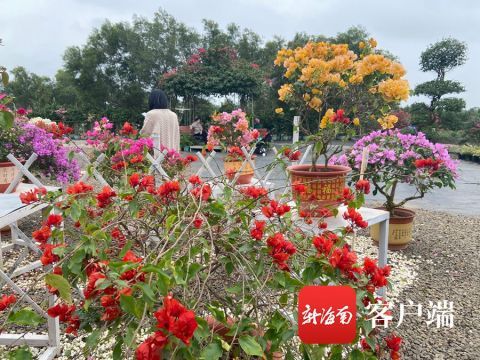 中年|假期不知去哪儿玩？来海口看三角梅展吧，打卡这些美丽花儿