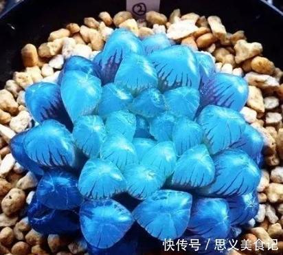 花卉|悄悄告诉你，网购花卉，见到“4种花”离远点，谁也养不活