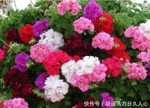 5种花很好养,耐热耐晒更耐旱,开花爆盆很漂亮,越养越喜欢