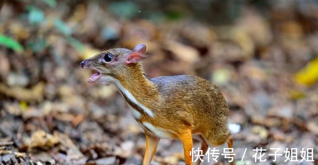 西双版纳|神奇动物在哪里热带雨林告诉你！神奇动物在哪里热带雨林告诉你！