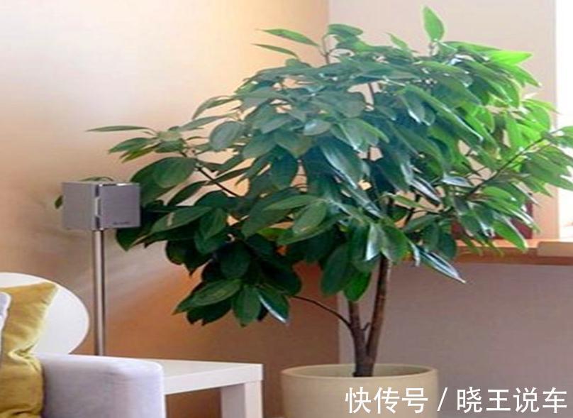 这五种大型观叶植物带回家,送给父亲正合适