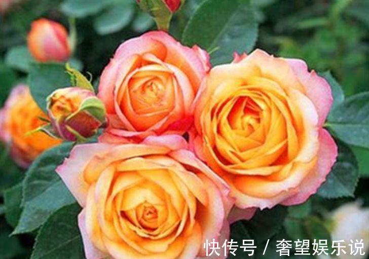 开花最香的4种花，家里养一盆，吉祥富贵，红红火火好运来