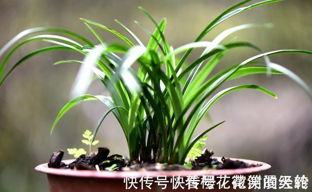 兰叶|怎么判断兰花缺少氮磷钾?学会这三招,养不好兰花都难