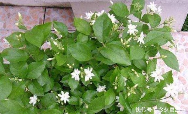 养花要“摘心”,摘完越养越好,来年长得“旺”,枝繁叶茂花期长