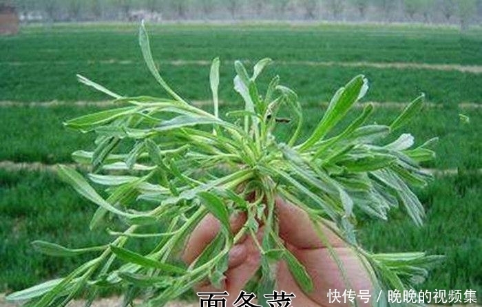 春天4对“双胞胎”野菜,很多人傻傻的分不清楚,你认识几种?