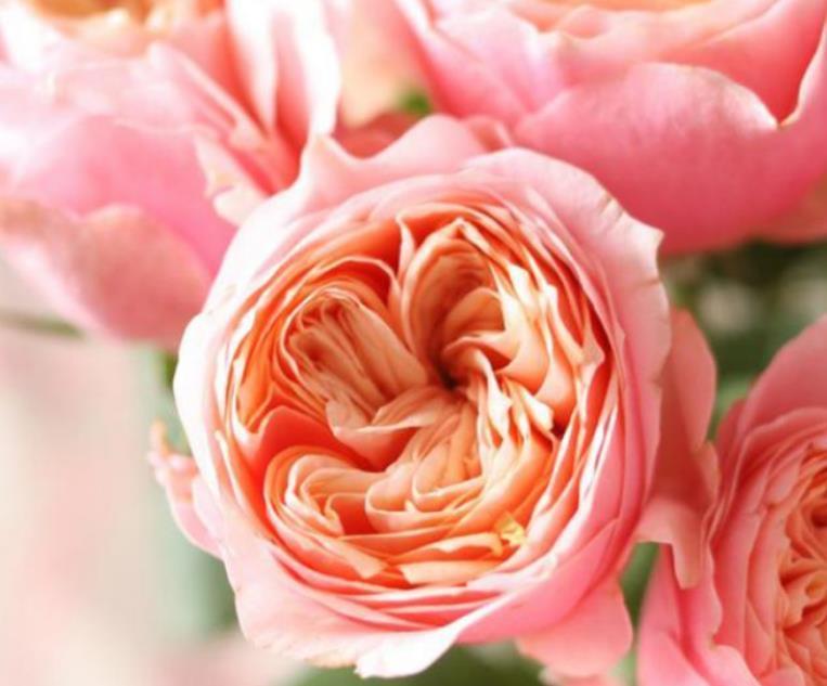 此花超漂亮,沾土就活,花朵大花期长,比牡丹还美