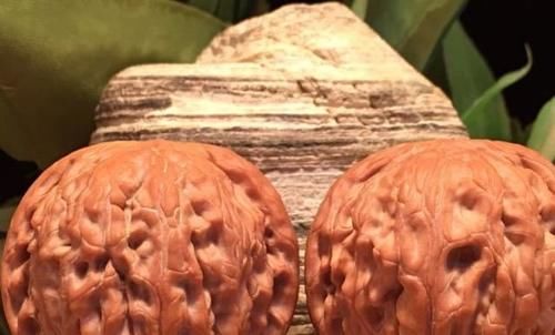 价值|中国有种核桃只能玩不能吃,品种多市场价值高,有钱人还喜欢