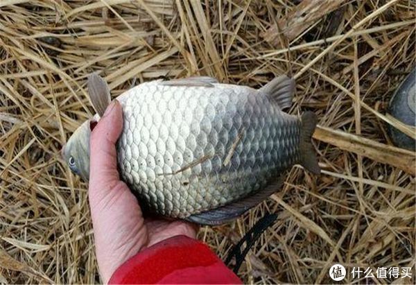 渔获|立秋后七星漂传统钓,把握好这3个细节,让大鲫鱼乖乖上岸