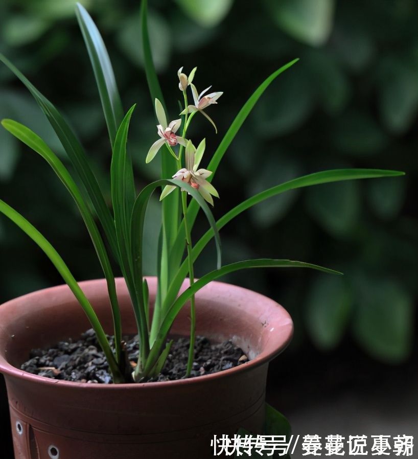 兰花|建兰一年能开花多次,关键是要做好4点,不然最后只能赏叶子