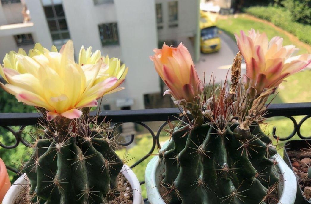 仙人球中有六个品种,它们是“开花劳模”,条件达到可以四季开花