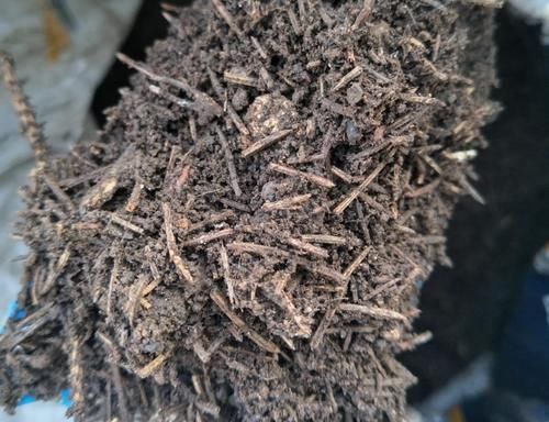 植物|用松针养花，经济又实用，正确使用效果好，不然根系受损，虫儿飞