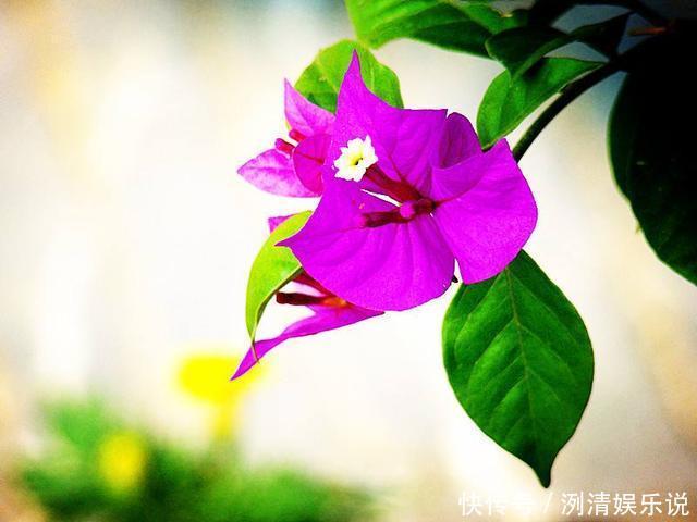 养护|家里的三角梅开败后迟迟不复花，做好几点，不到一月就花开爆盆