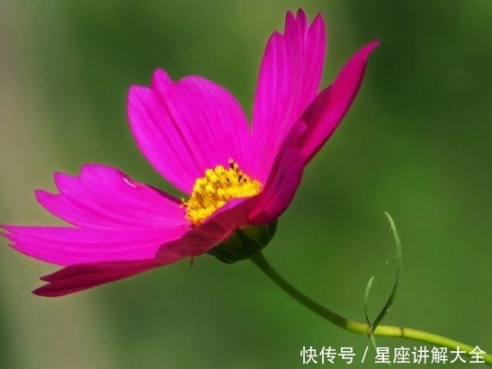 6月1日开始 五福临门 4属相生活顺心 事业顺顺利利 粉紫色 6月1日开始 五福临门 4属相生活顺心 事业顺顺利利 粉紫色