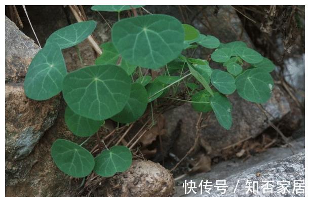 黄金万两|名字霸气,寓意好听的4种植物,比发财树要好,农村山上就有