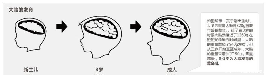 大脑|孩子的0-3岁，比起“发育黄金期”，我更愿意管它叫“水泥期”