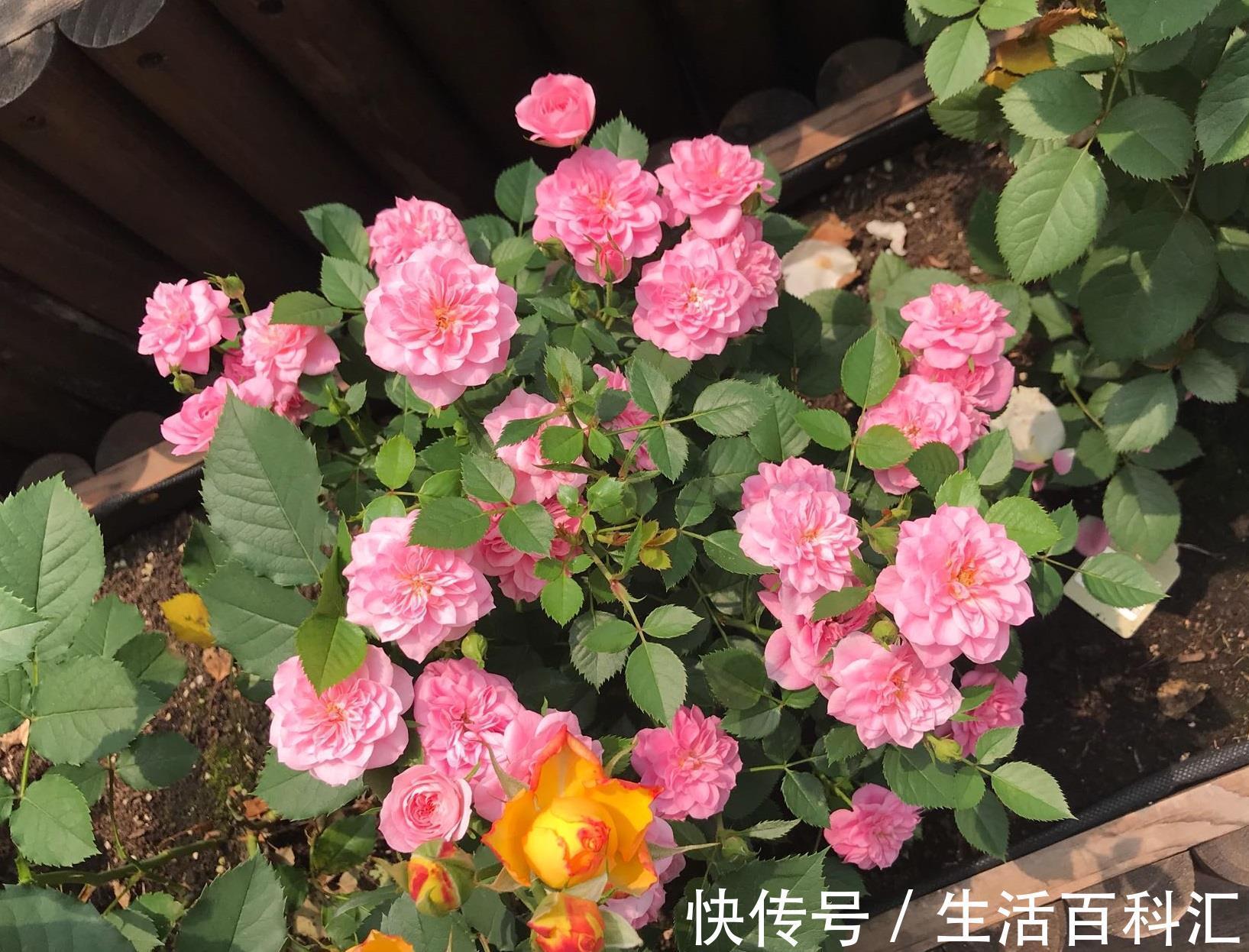 多季|微型月季花“心上人”，一树多色花，多季重复开，漂亮又好养！