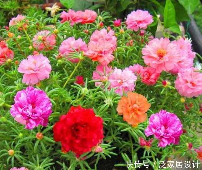 花就养4种花,家里养一盆,花色鲜艳夺目,花朵美艳迷人