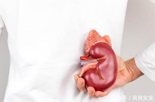 怎么才能养出好肾脏?坚持饭后1不要、睡前2不要,肾脏更健壮!
