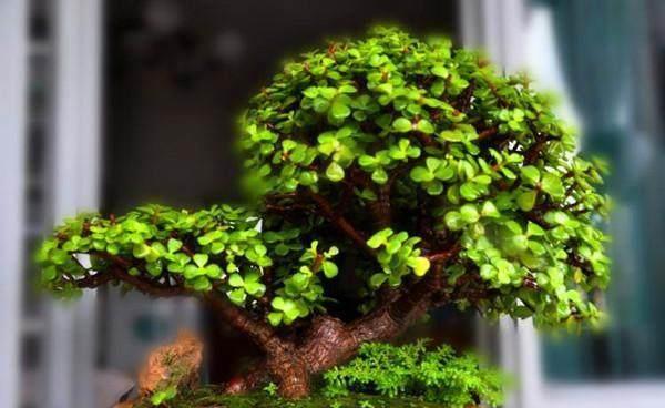 金枝玉叶怎么越养叶子越少了,该怎么养掉叶子已经不叫金枝玉叶了