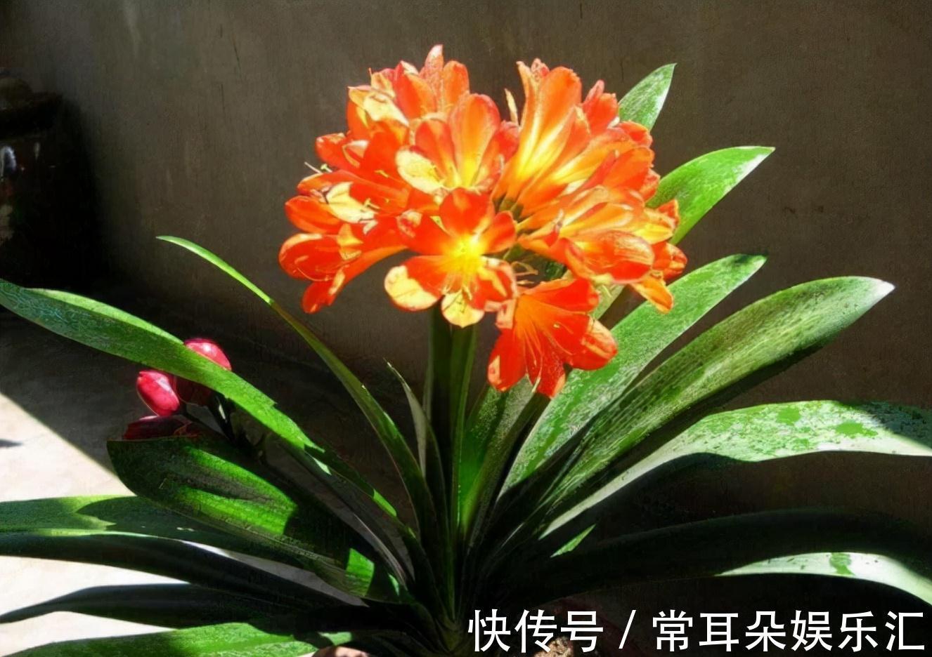 浇水|4个“因素”影响君子兰开花,如果操作不当,就会出现“夹箭”