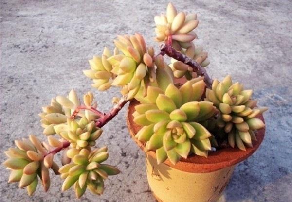 普货|新手养棵黄丽不吃亏,不但好养易度夏,2年即成老桩和悬崖桩