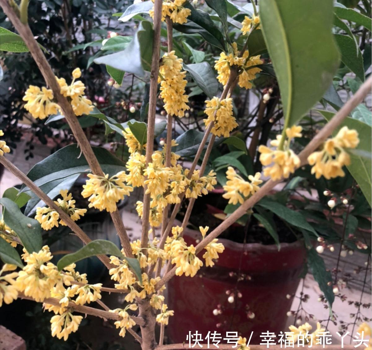 门前栽桂花长成“贵人树”