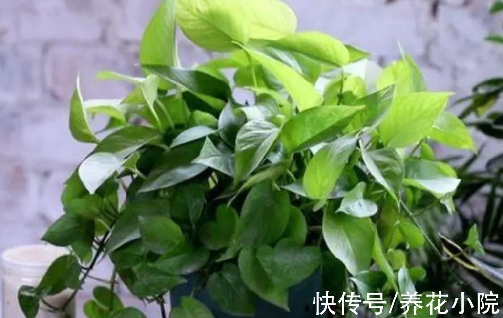 冬天养绿萝别只浇水,做好3件事,长得茂盛,叶子油绿光亮