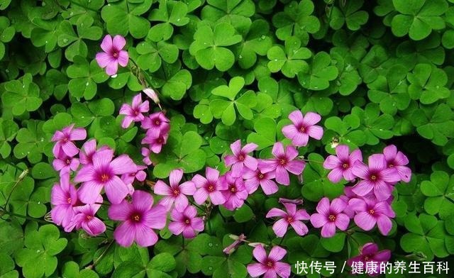 路边常见到的“三叶草”,挖个根30天养成精致盆景,价值翻倍!