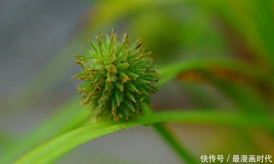 害草|水田里一大害草,名字挺吓人,却是民间治病良药,人称“水蜈蚣”