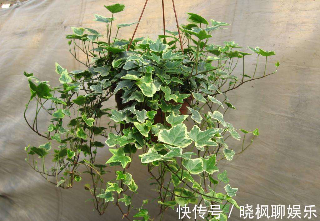 吊兰|不能对他太好,分分钟爬满你的家,停不下来!