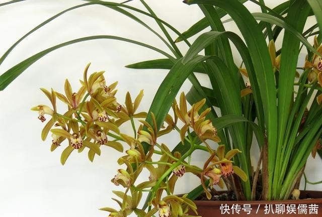 技巧|夏天养兰也有小技巧 学会了 花开满阳台