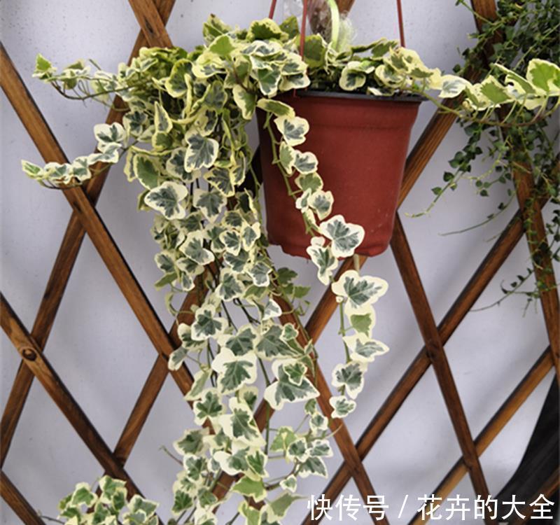 9月6日-9月21日,庭院选这几款花,好养易开花,花色繁多易爆盆