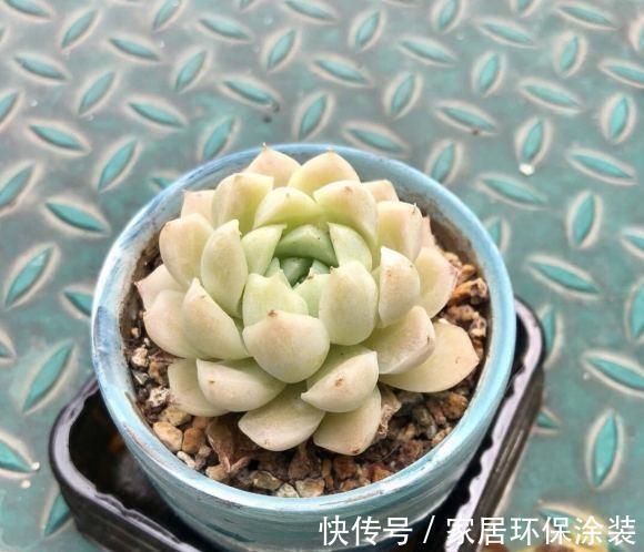 花土|多肉植物用施肥吗?秋天撒点缓释肥,有了肥料,多肉长得快